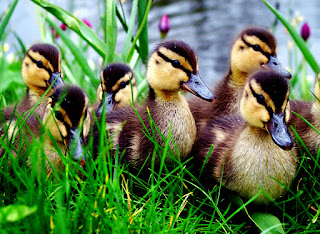 Little Duck Walking Between Flowers HD Wallpaper