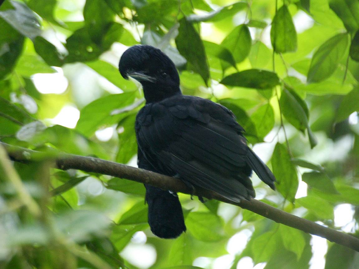 Umbrella Bird The Life of Animals