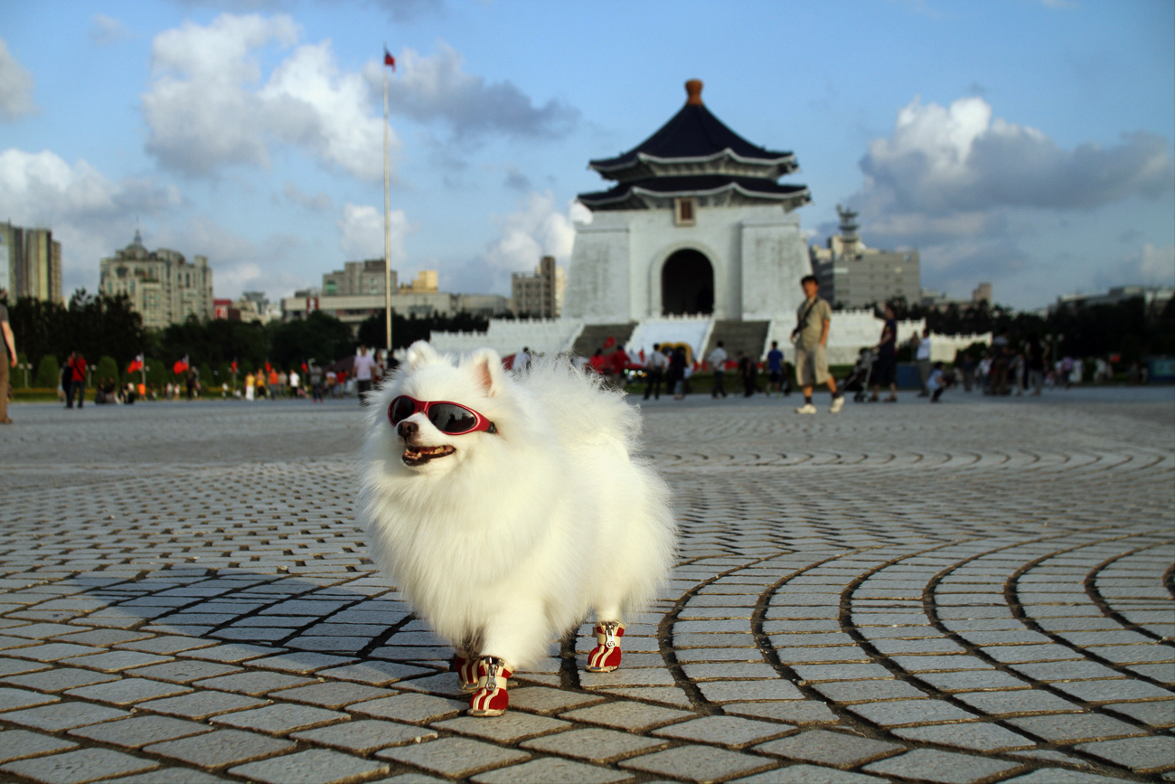 Albert Retief Blog Taipei Dogs