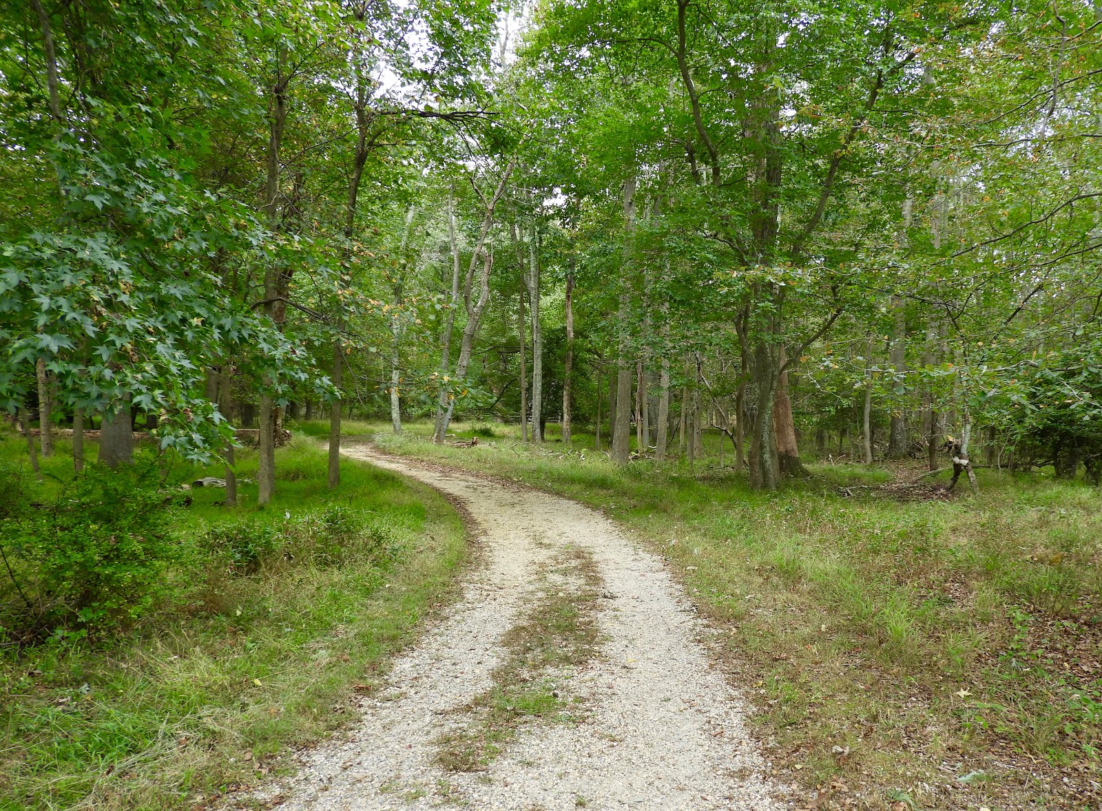 It's All About Purple A Walk In The Woods