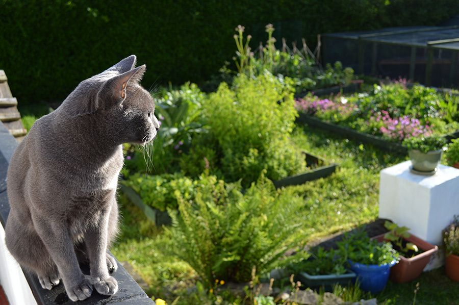How Do I Stop Cats Messing In My Garden How Do I Stop Cats Messing In My Garden