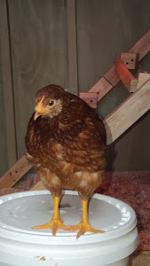 Queen of the Feed Bucket