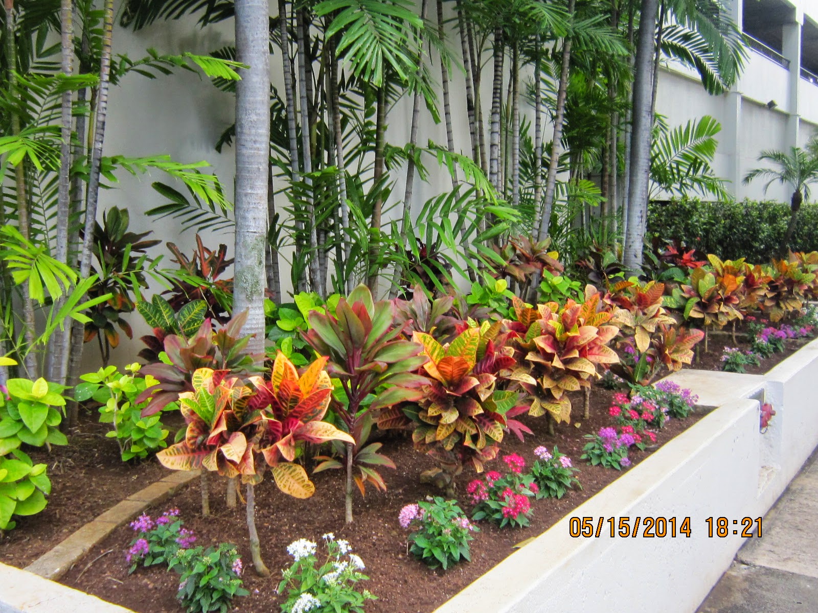 HAWAII PLANTS