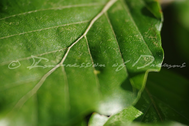 Photography Tuesday: Leaves