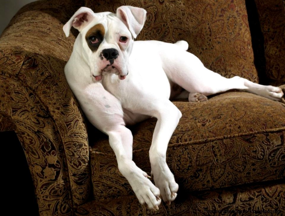 White American Boxer Dog White American Boxer Dog