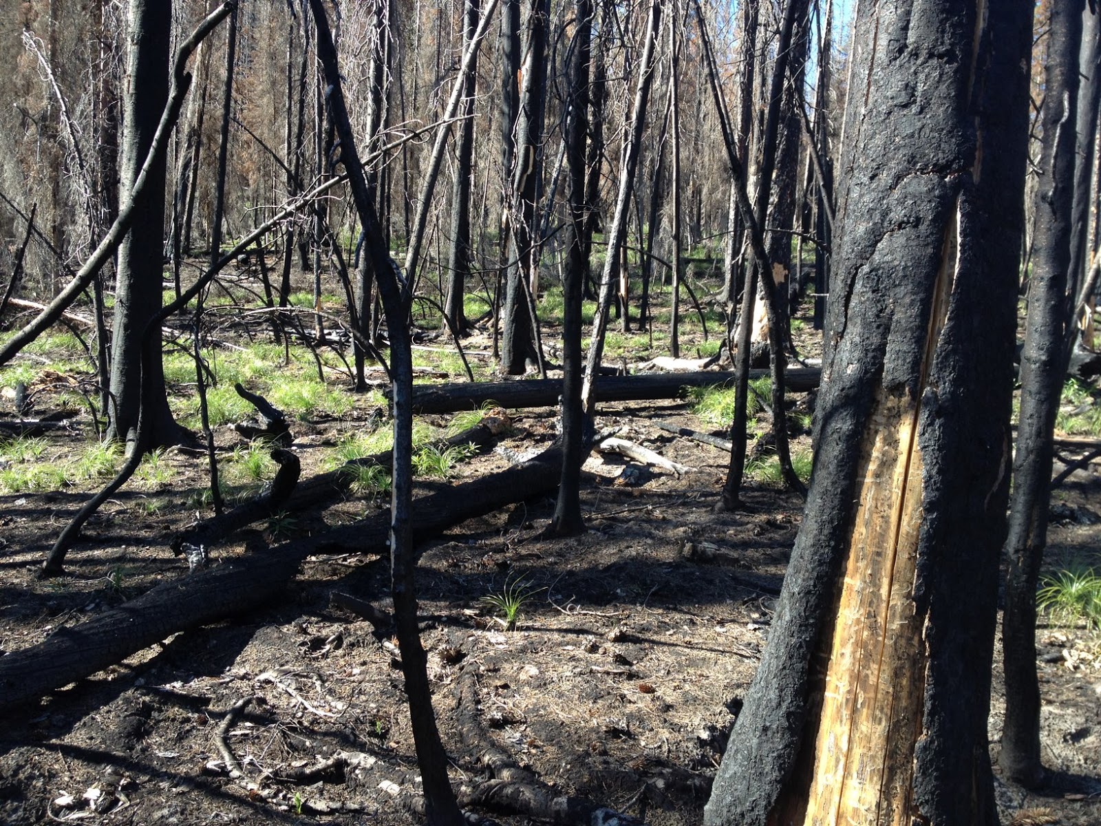 Free the Hills Using maps to find Morels, Part 2