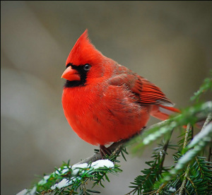 follow the piper cardinals follow the piper cardinals