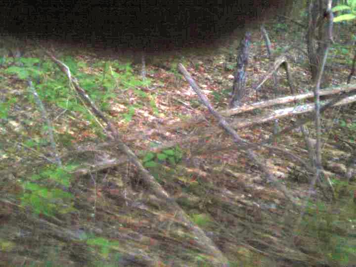 Bigfoot Evidence Dr. Melba Ketchum Shares Photo Of Sticks, Says Sasquatches Are Playful