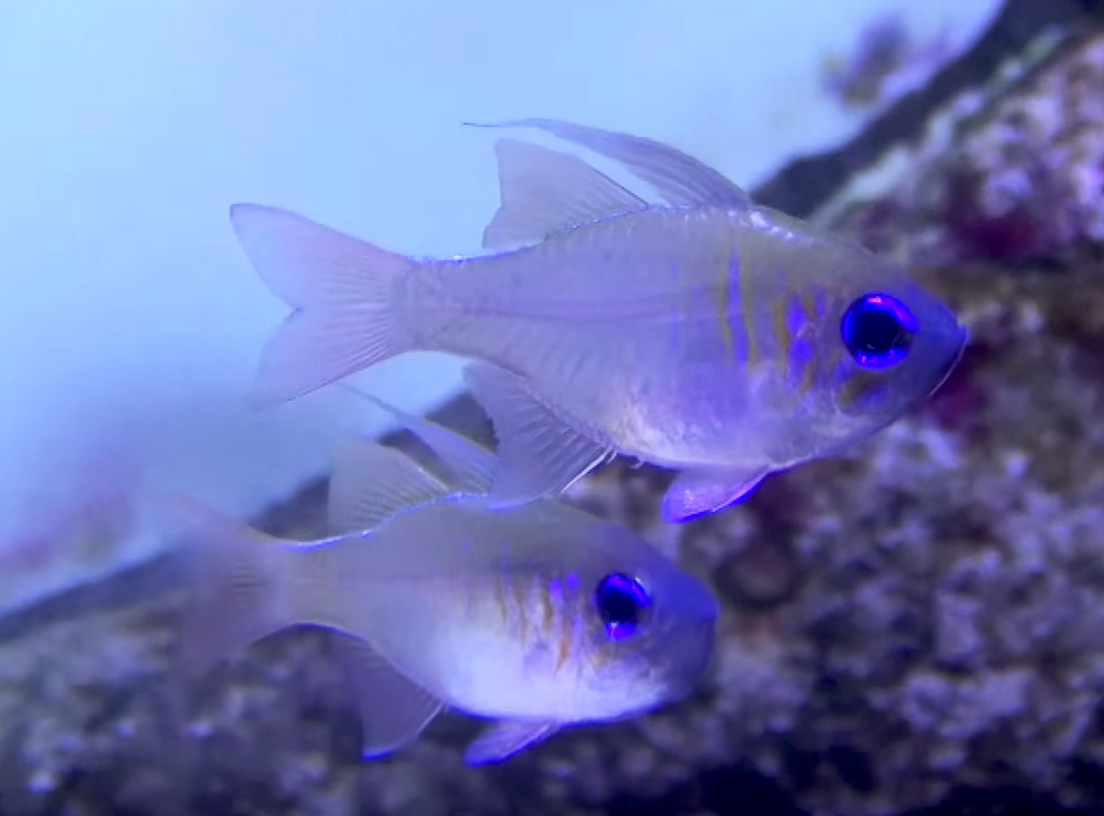 Aquarium Movies Japan Archive 生きている魚図鑑 イトヒキテンジクダイ Threadfin Cardinalfish Zoramia Leptacanthus
