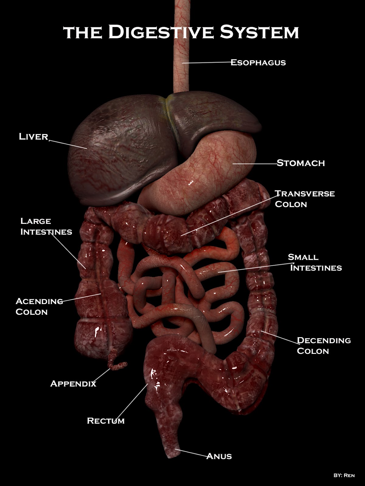 The Polygon Monkey: Digestive System done in Modo and ZBrush