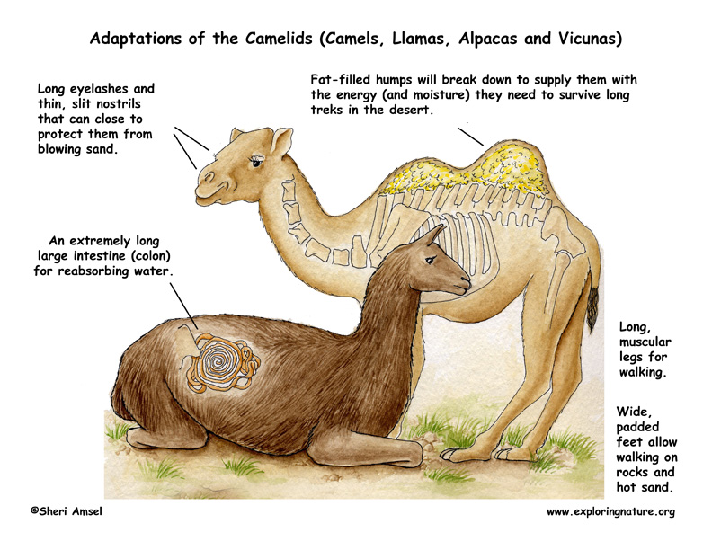 LA CIENCIA DE LA VIDA: Los camellos de los Reyes Magos