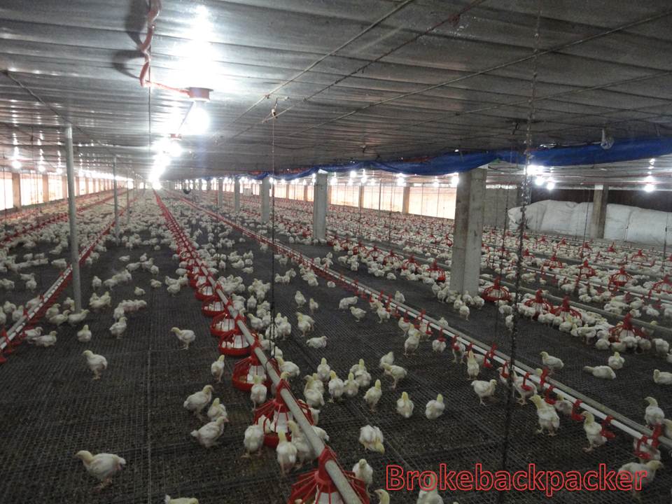 brokebackpacker Chicken Dressing Plant Process Flow