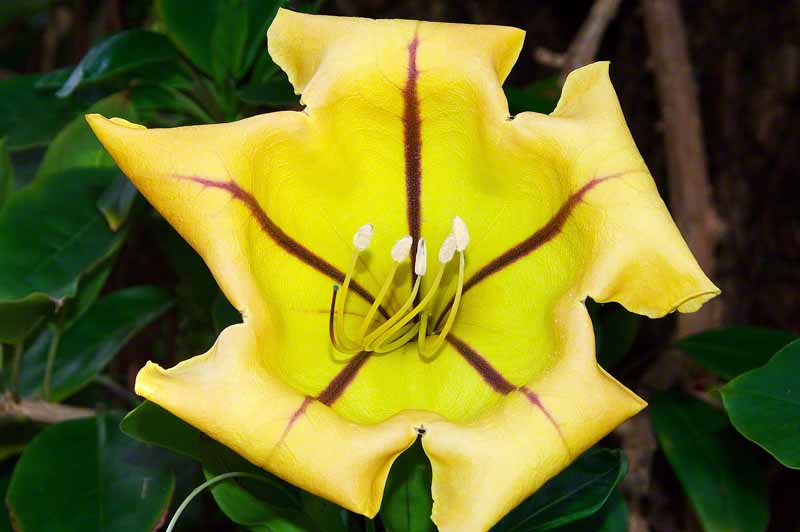 Ryukyu Life Flower Photo The Hawaiian Lily (Solandra maxima)