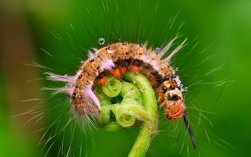 Cabello de Oruga - Hair of Caterpillar by Nordin Seruyan