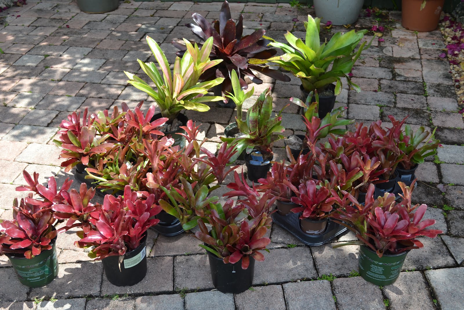 DragonFly Garden Thinning the bromeliads