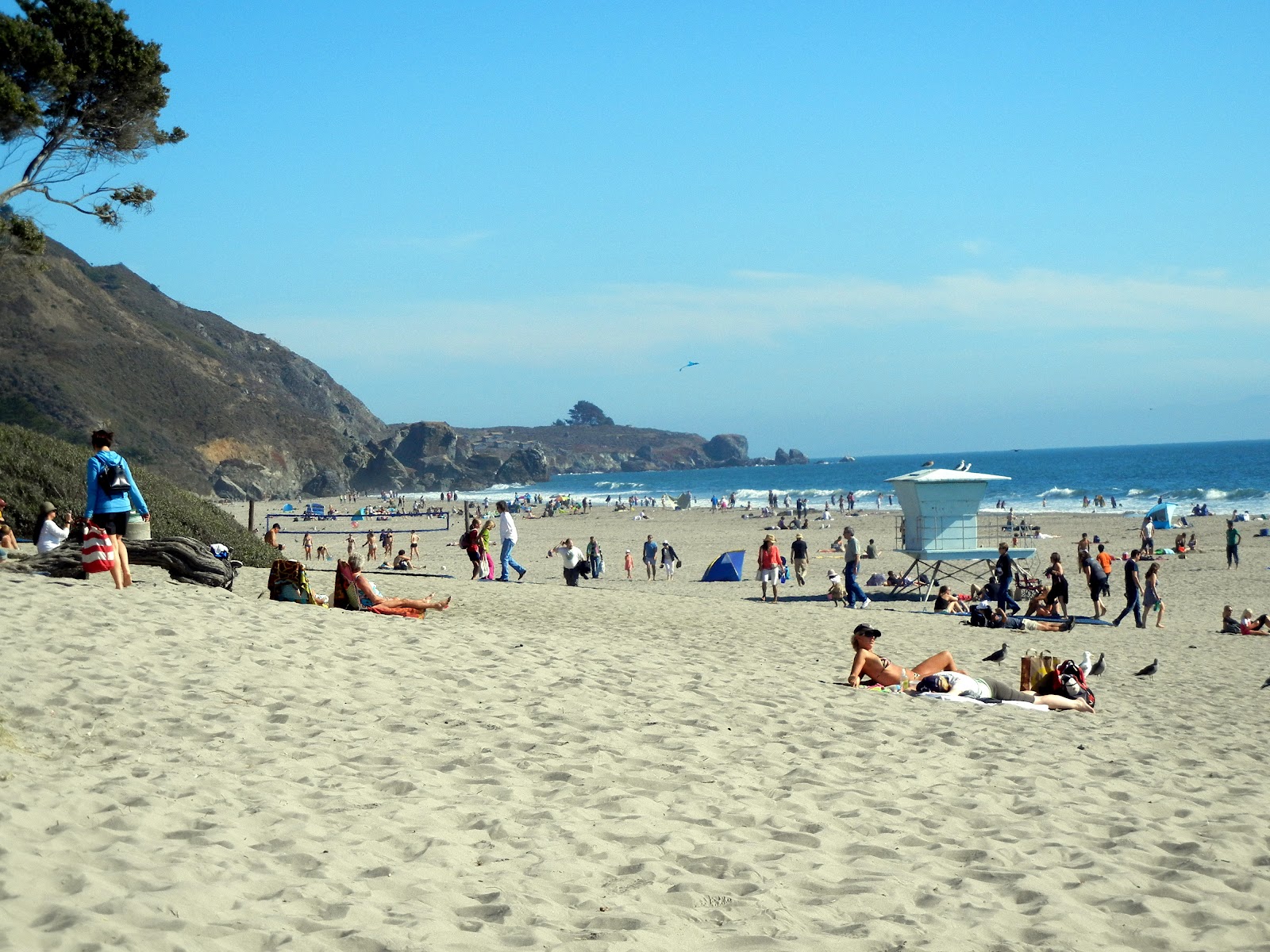 Canines and Cuisine No Dogs Allowed?