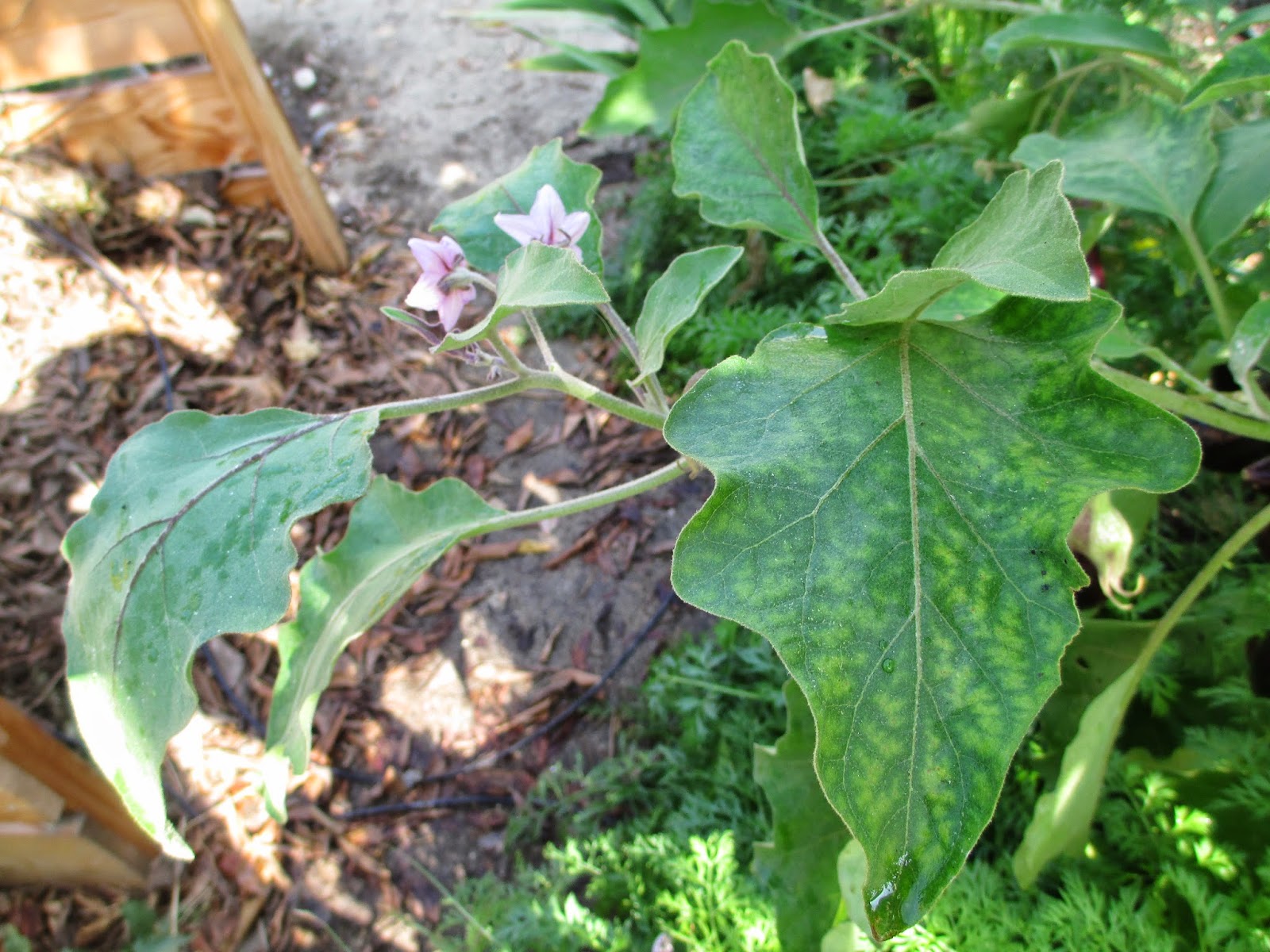 Andie's Way Epsom Salts to the Rescue Treating Chlorosis in my