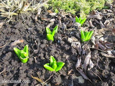 Hyacinthus orientalis, гиацинты, весна, веcной, ростки, черенки, аленин сад, aleninsad