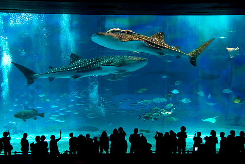 Tubarões em Aquários Aquario+de+okinawa