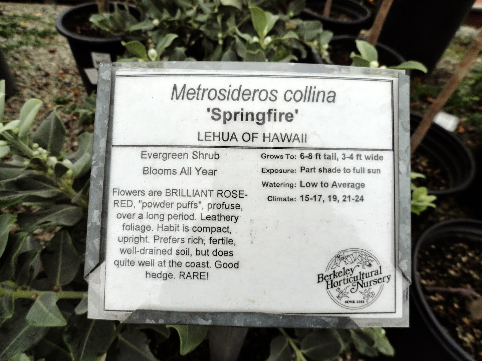 Pittosporum Cream De Menthe Shrub Evergreen Shrubs Small