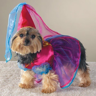 yorkie poo costumes miniature terrier costume contest poo pads yorkie poo costumes miniature terrier costume contest poo pads