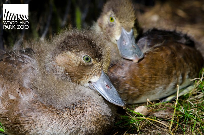 Woodland Park Zoo Blog Baby bird boom