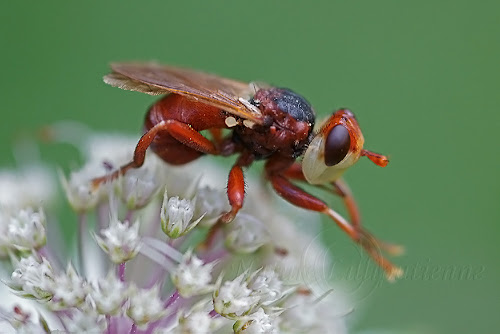 Myopa dorsalis