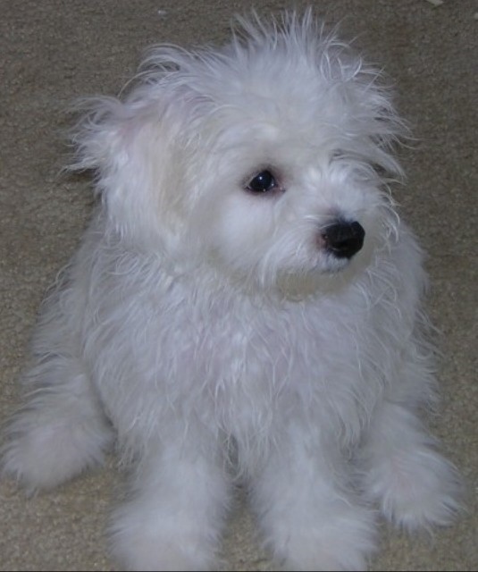 For Whom the Belle Tolls High (maintenance) Cotton