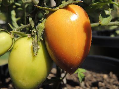 home garden, roma tomato, adelaide