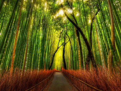 صور اجمل غابات بالعالم Bamboo+Forest+Wallpapers+6