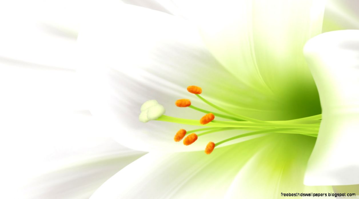 White Lily Easter Flower HD desktop wallpaper Widescreen High White Lily Easter Flower HD desktop wallpaper Widescreen High
