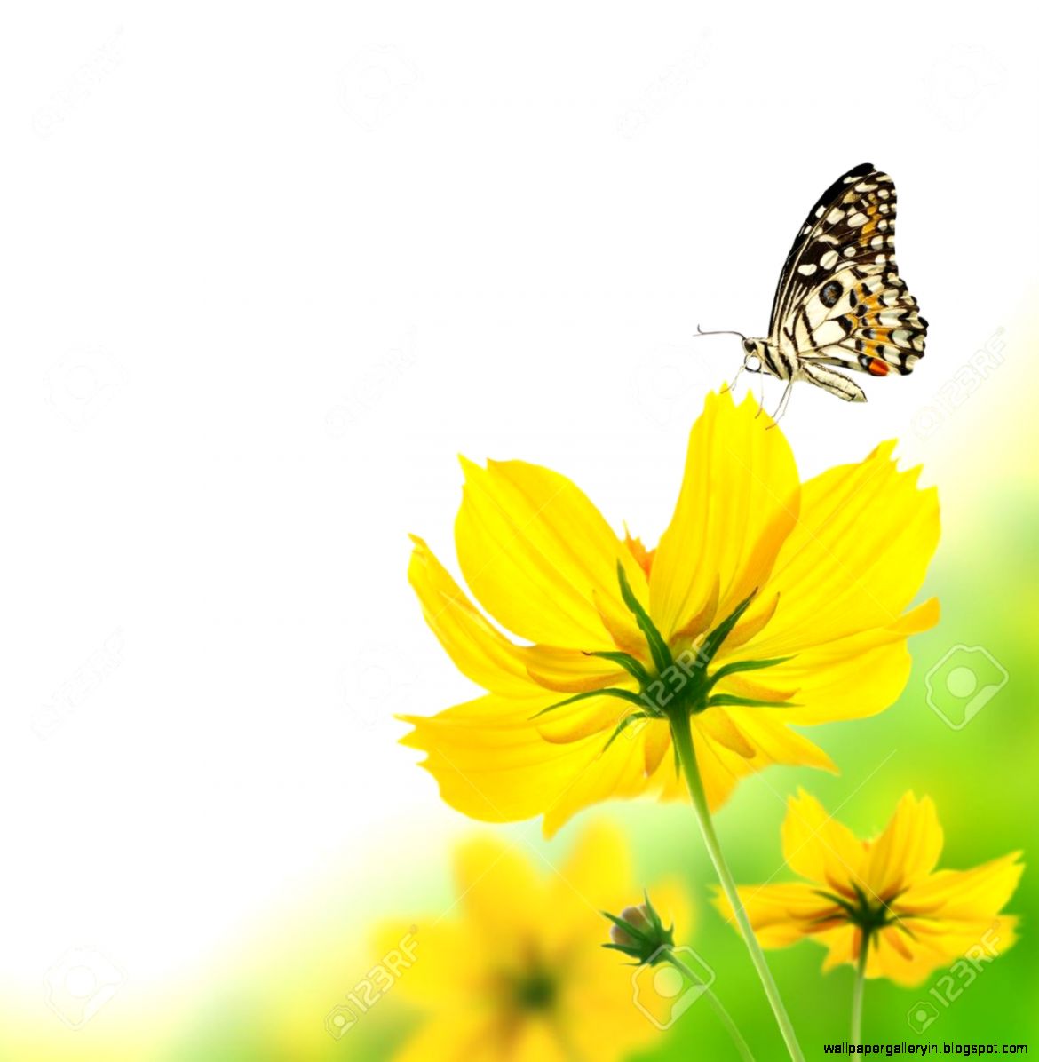 Beautiful Yellow Fl And Butterfly Stock Photo Picture And Beautiful Yellow Fl And Butterfly Stock Photo Picture And