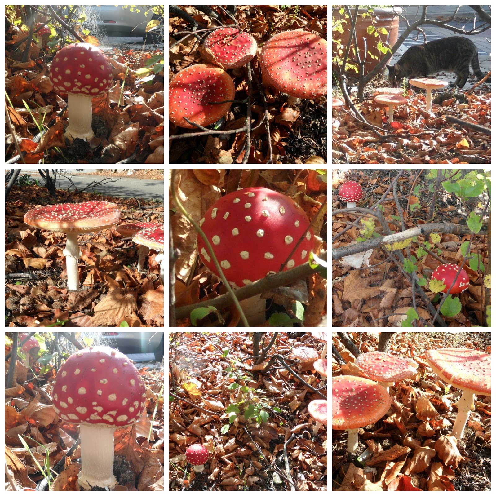 Engelwortel