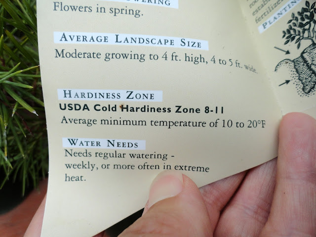 Pittosporum Stock Photos Pittosporum Stock Images Alamy