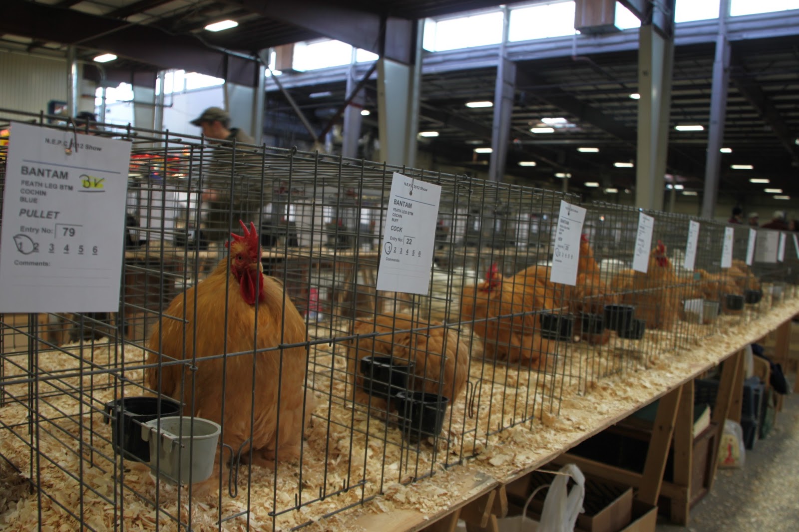 How to Attend A Poultry Show Community Chickens