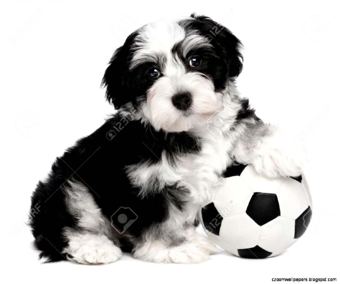 A Cute Sitting Little Havanese Puppy Dog With A Soccer Ball Is A Cute Sitting Little Havanese Puppy Dog With A Soccer Ball Is
