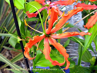 Gloriosa rothschildiana