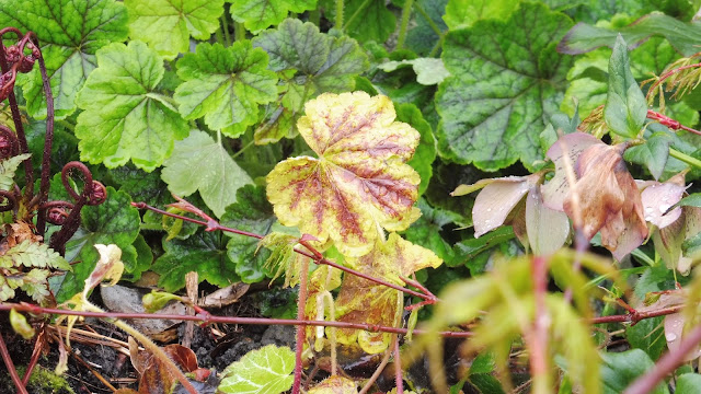 Roses Du Jardin Cheneland Spiraea Japonica White Gold