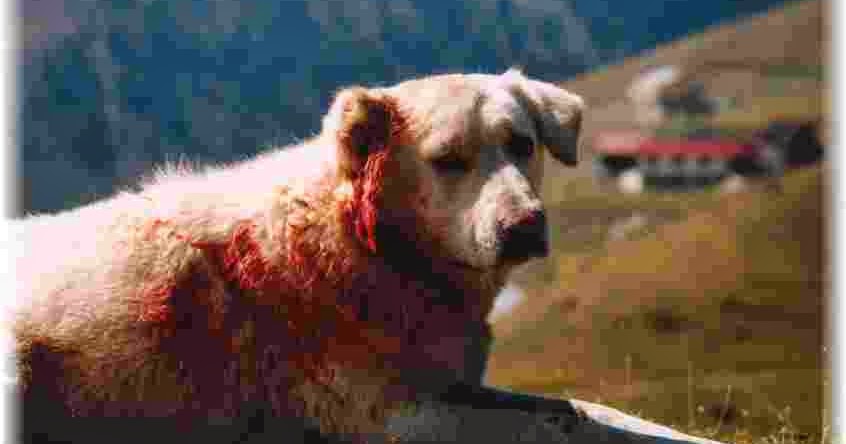 4 image un mot solution chien loup renard 4 image un mot solution chien loup renard