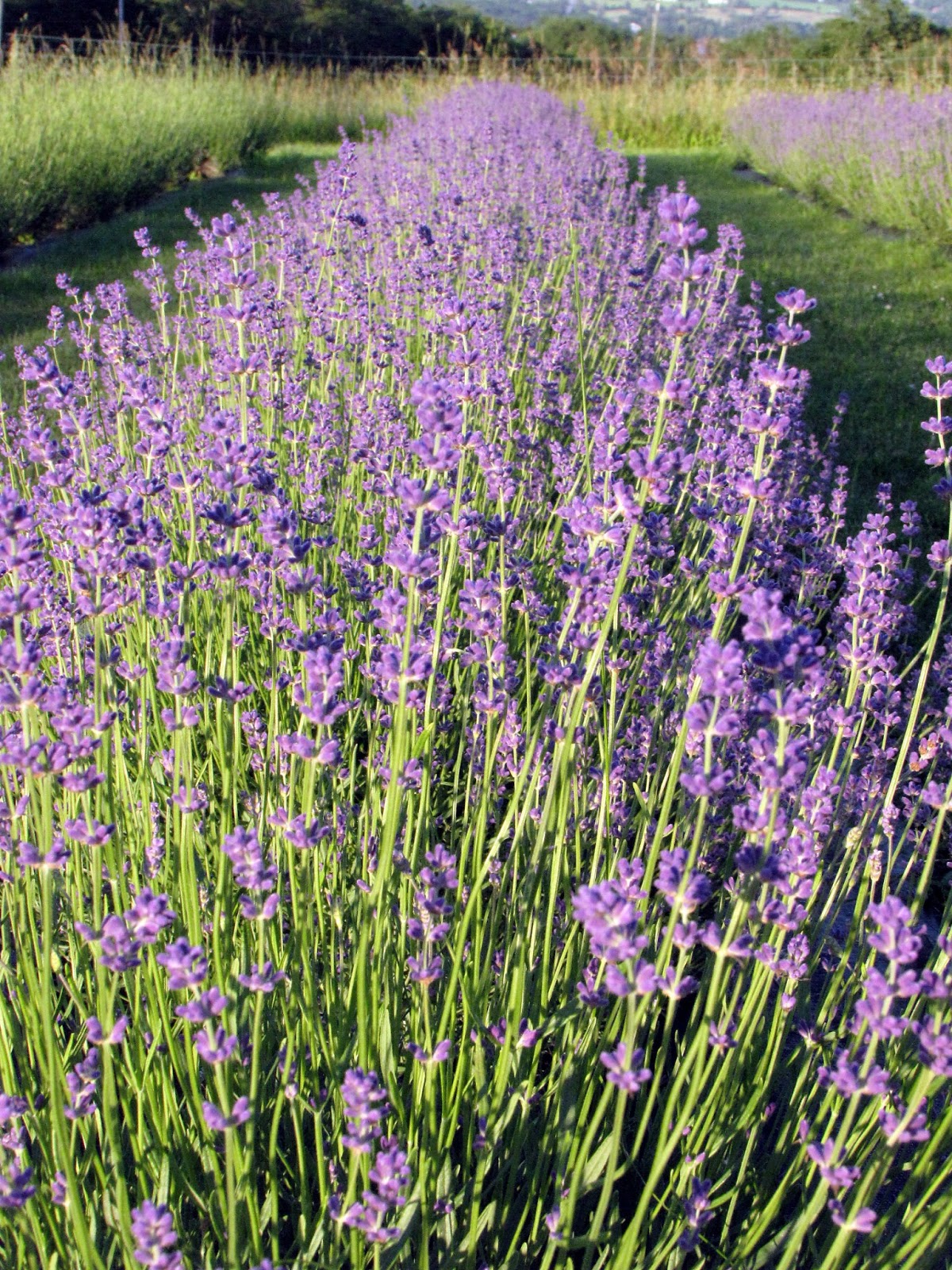 Lockwood Lavender Farm Pick Your Own Bouquet at Lockwood Lavender Farm