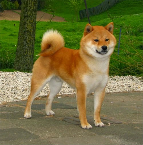 So You Wanna Buy a Shiba... Oklahoma Shiba Inu Breeders Review