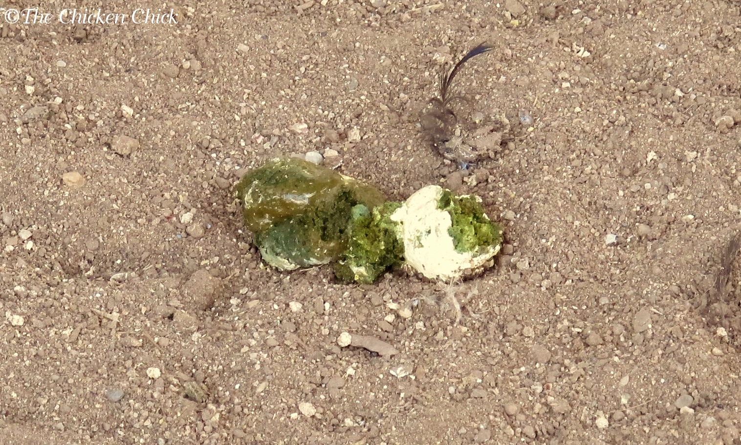 What's the Scoop on Chicken Poop? The digestive system examined. The