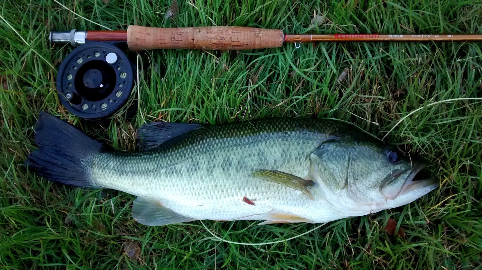 Feather Chucker The Bucket Mouth League
