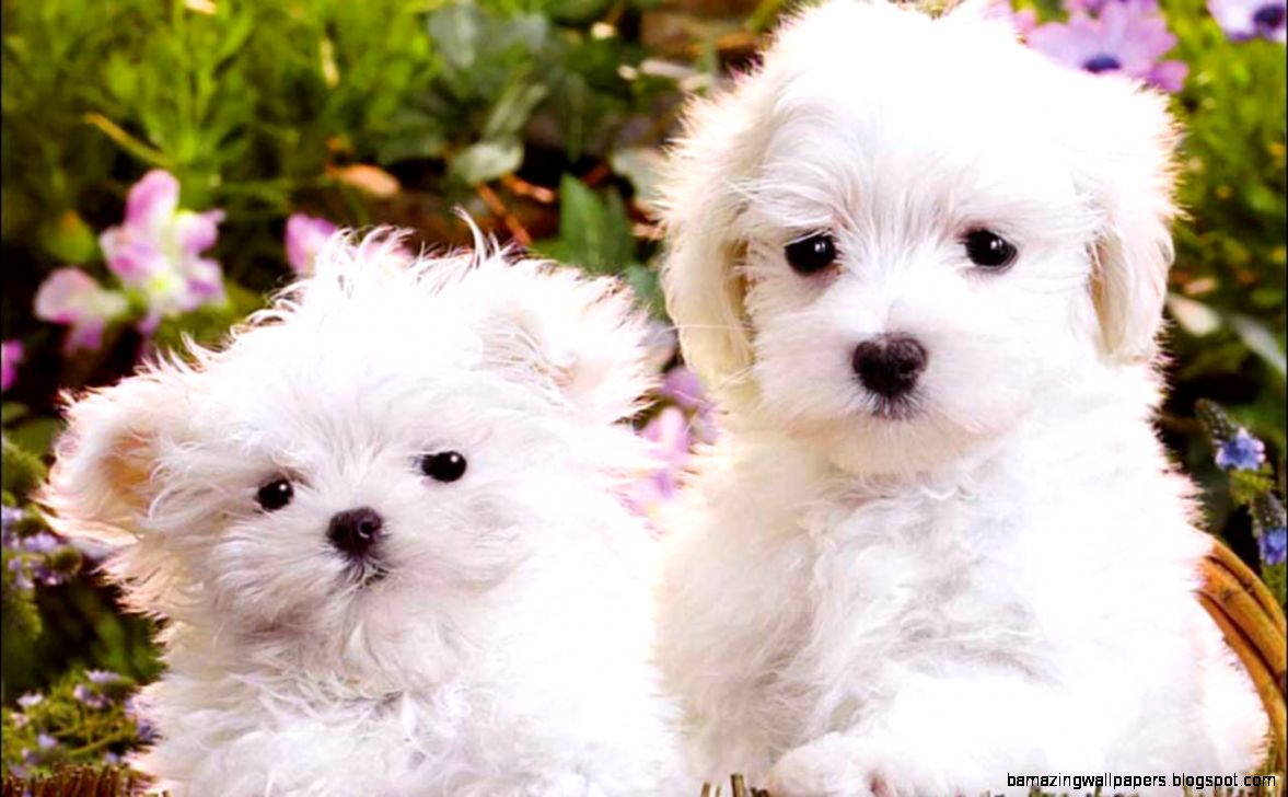 Cute Puppy Dog Breeds HVGJ Cute Puppy Dog Breeds HVGJ