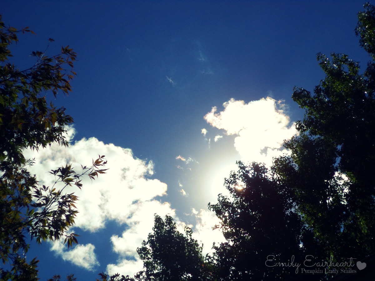 Clouds that look like a Sauropod.