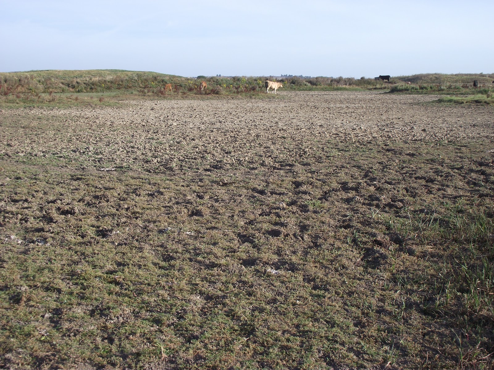 Bare Soil