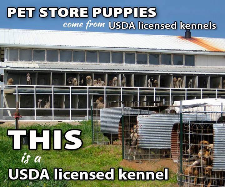 I'm Kind Of A Big Deal Pet Store Puppies From USDA Licensed Kennels on