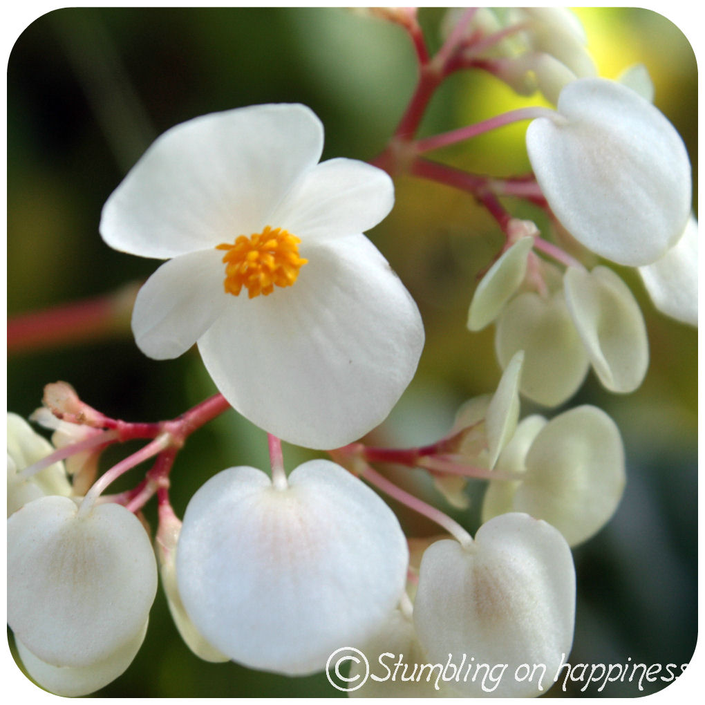 Types Of Flowers In Jamaica at Jill Vega blog