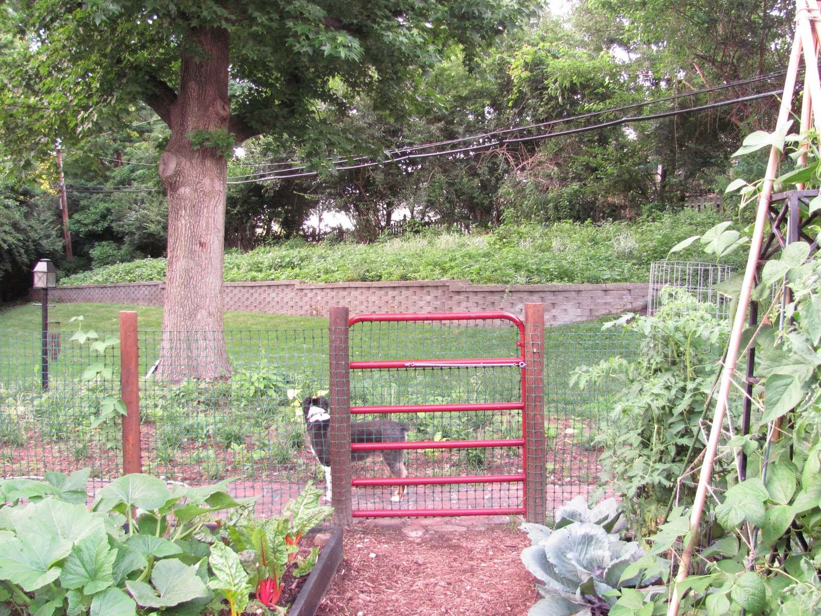 meinlessmatters My no till cardboard gardening method