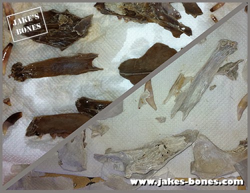 How to clean animal bones - the complete guide : Jake's Bones